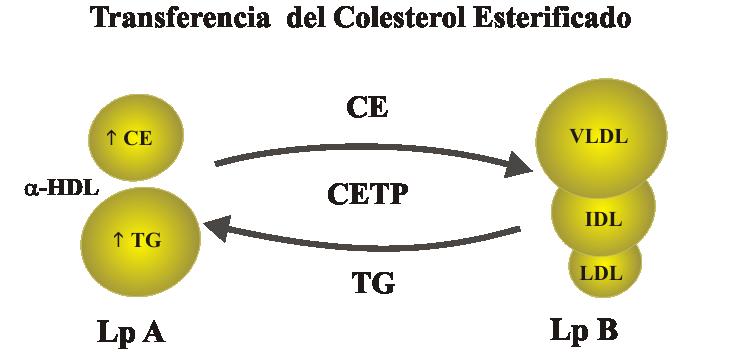 Esta acción es llevada a cabo por la CETP. Como consecuencia de este proceso, se origina una HDL con mayor contenido en triglicéridos (Figura 7).