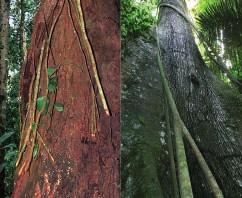 7. CORTE DE LIANAS En los árboles censados que presenten lianas gruesas (más de 2 o 3 cm) o abundantes, es necesario cortarlas.