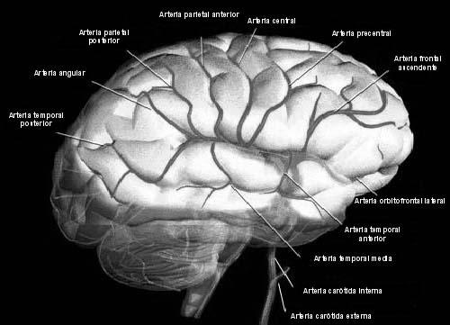 IV.2. ARTERIA CEREBRAL MEDIA Al igual que la cerebral anterior es una rama de la carótida interna que se inicia en la bifurcación antes descrita.