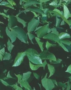 abono verde, ornamental y fijación de nitrógeno. Crotalaria (Crotalaria juncea) Nombre común: Crotalaria o Cascabelito. Hábito de crecimiento: arbustivo y erecto.