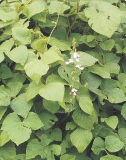 fijación de nitrógeno y abono verde. Matarraton (Gliricidia sepium) Nombre común: Matarraton. Hábito de crecimiento: arbustiva. Adaptación: 0-1.500 m.s.n.m Suelos: bien drenados.