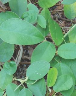 Leguminosas clima medio - cálido Trébol Blanco (Trifolium repens) Nombre común: Trébol blanco, Carretón blanco.