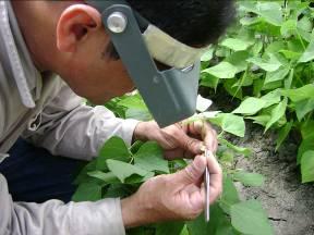Cómo se Desarrollan Cultivos Biofortificados?