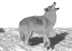 Contenidos Introducción... 4 Características de los lobos... 6 Manadas de lobos... 8 Cachorros de lobos... 10 Glosario... 12 Índice.