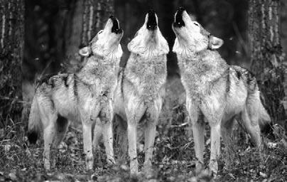 4 Introducción Mucho tiempo atrás, la quietud de la noche se vio interrumpida por el inquietante aullido de un lobo gris.
