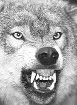2 metros (4 pies) de largo desde la nariz hasta la base de la cola. Un lobo macho puede pesar 59 kilogramos (130 libras). Los lobos tienen mandíbulas extremadamente poderosas.