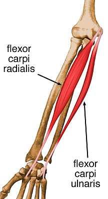 En segundo plano ocupado solo el músculo flexor superficial de los dedos. Tercer plano formado por dos músculos, el flexor profundo de los dedos y el flexor largo del pulgar.
