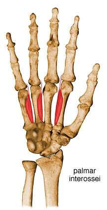 Acción flexores de la falange proximal y extensores de las dos falanges distales de los cuatro últimos dedos. Músculos interoseos.