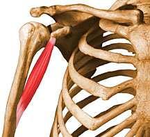 Músculo bíceps braquial. Origen la cabeza corta se inserta en el vértice del proceso coracoides por un tendón que es común con el coracobraquial.