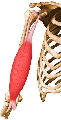 Este tendón muy largo, esta inmediatamente situado en la cavidad de la articulación glenohumeral.