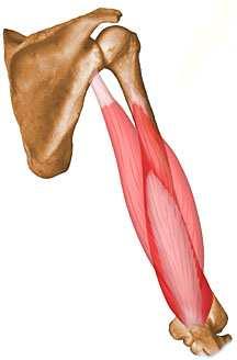 Origen cabeza larga, se inserta en la escápula, en borde interior de la cavidad glenoidea, en el tubérculo infraglenoideo, en una pequeña superficie rugosa y triangular sitiada debajo de la cavidad