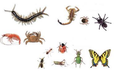 Los equinodermos Tienen muchas patas Se dividen en: Insectos como