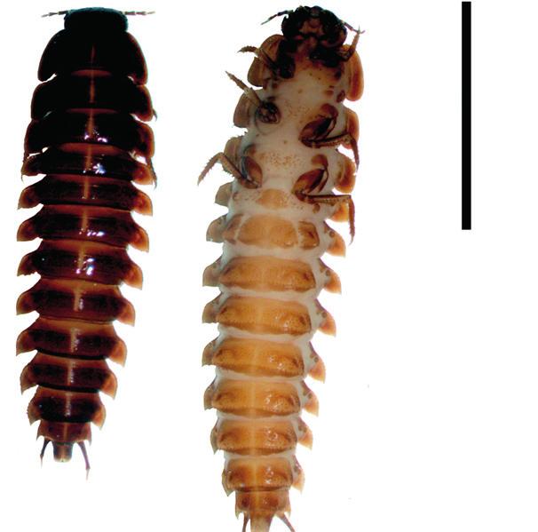 erythrurum (Oliva 2004) y O. discicolle (Costa et al. 1988) y la determinación de estados de desarrollo de esta última especie por Velázquez & Viloria (2010).