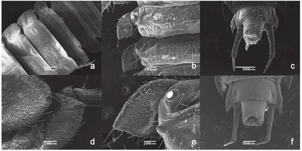 Morfología larvaria de Oxelytrum lineatocolle: EDOARDO TOSTI-CROCE ET AL.