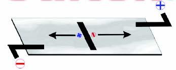 Fig. 5 Las moléculas cargadas migran hacia los electrodos, aunque no bien separadas por tratarse de una disolución. 3.