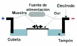 Fig. 7 Equipo electroforético. La cubeta tiene en sus extremos los reservorios para el tampón de electroforesis. En el centro se aloja el soporte (gel) con la muestra aplicada en su zona central. 3.