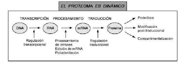 Como respuesta a estímulos externos e internos, las proteínas pueden ser modificadas post-traduccionalmente, translocadas, sintetizadas o degradadas (Fig. 2). Fig.
