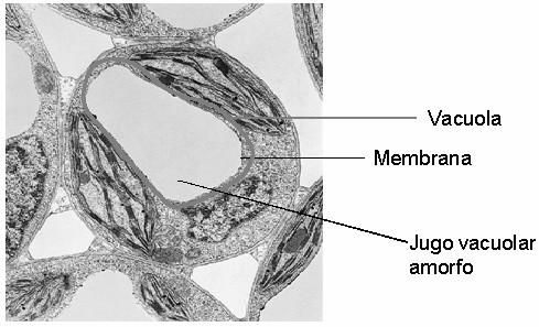 VACUOLAS Son vesículas rodeadas de membrana en cuyo interior existe una disolución acuosa de diversas sustancias según el tipo de vacuola.