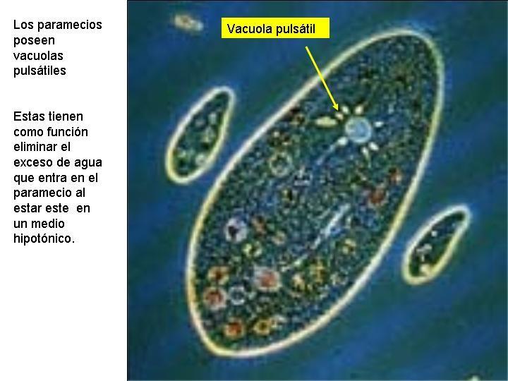 VACUOLAS DE LAS CÉLULAS ANIMALES En las células que viven en medios hipotónicos, como los protozoos de agua dulce, existen unas vacuolas, denominadas vacuolas pulsátiles, que absorben el exceso de