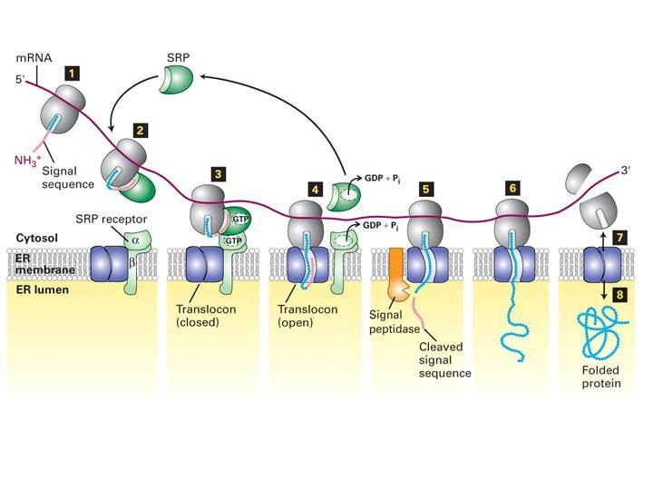 SÍNTESIS DE PROTEÍNAS LISOSOMALES O PROTEÍNAS DE SECRECIÓN EN EL RER Animación Las proteínas sintetizadas en el RER tienen en su extremo amino un péptido señal que es reconocido por una partícula de