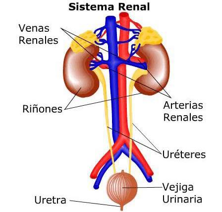 Riñones: Órganos excretores donde se elabora la orina. Uréteres: Conductos colectores que recogen la orina a la salida del riñón y la transportan a la vejiga urinaria.