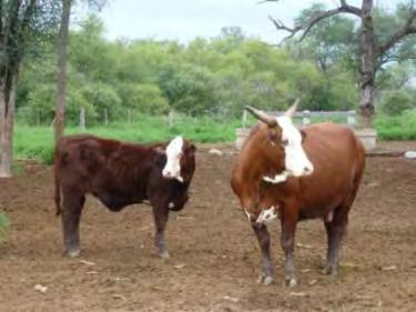 Oportunidad de Inversión Chaco - Paraguay Inversión en ganadería, un activo de la economía real con retornos anuales estables.
