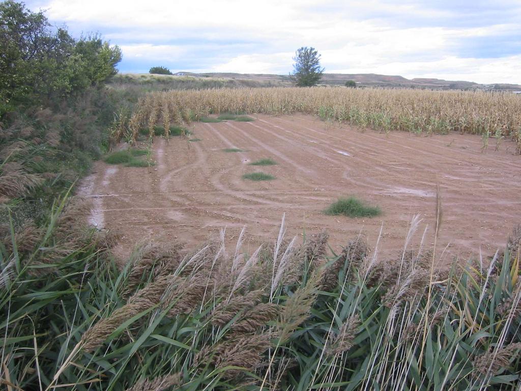 Salinización: Consecuencias Deteriora la calidad de los suelos, limita sus usos y servicios ecosistémicos Reduce el rendimiento de cosechas parcial o totalmente Reduce la gama de cultivos posibles