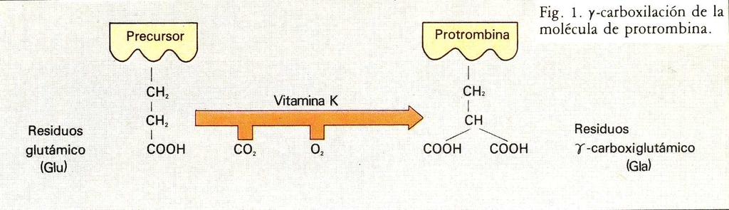 De esta manera, el precursor se encuentra en el hepatocito, pero para salir a circulación como Protrombina por ejemplo, debe ocurrir una reacción catalizada por la enzima Gamma Carboxilasa que