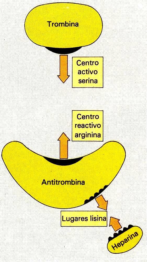 En el esquema se observa cómo la trombina es atacada por la Alfa 2 Antitrombina III. Además, se señala la acción de la Heparina.