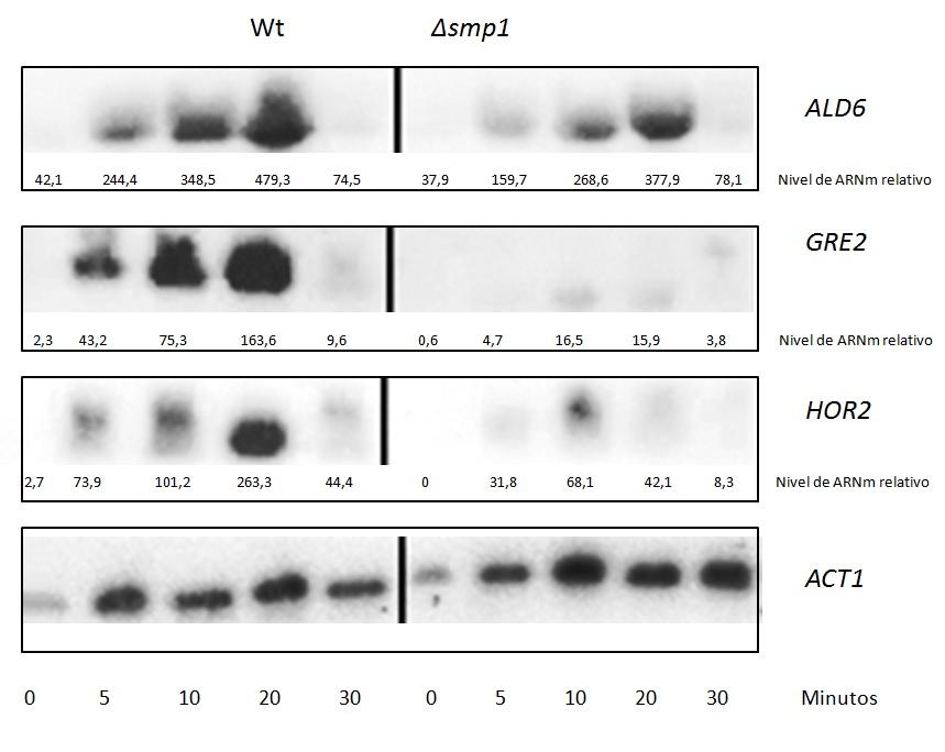 Figura 34. Análisis de transcripción de los genes osmoinducibles ALD6, GRE2 y HOR2 bajo estrés osmótico en presencia y ausencia del factor de transcripción Smp1.