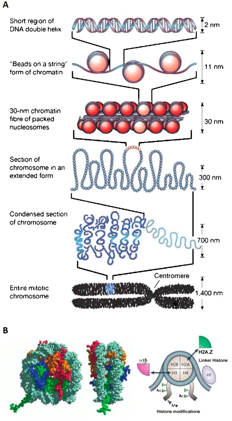 Figura 1: Organización del ADN en el núcleo. (A) Estructura del ADN en la cromatina.