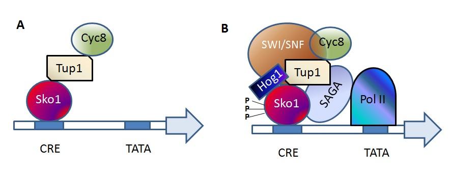 Sko1 es un factor de transcripción de tipo leucine zipper y pertenece a la familia ATF/CREB.