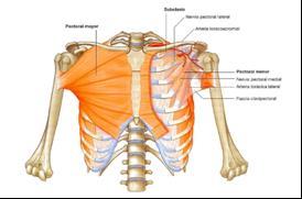 músculo subclavio, del cual queda separado por un espacio triangular de base medial denominado espacio clavipectoral. dicha apófisis.