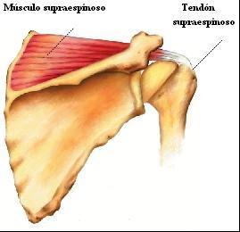 GRUPO MUSCULAR POSTERIOR MÚSCULO SUBESCAPULAR Cara anterior de la escápula, con excepción de la zona próxima a la articulación del hombro, así como de la estrecha superficie de inserción del músculo