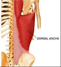 Cuando el húmero es el punto fijo, eleva el ángulo inferior de la escápula y el hombro en la fascia que lo recubre; y en los tabiques fibrosos que lo separan de los