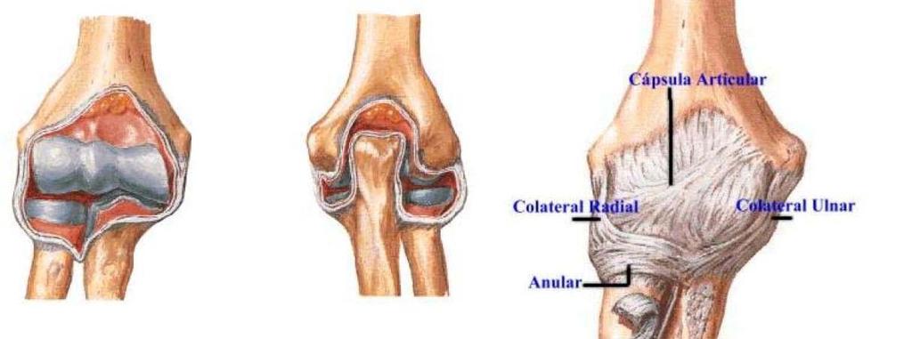 1) Averigua por los ligamentos propios de la escápula. Ligamento coracoacromial, ligamento transverso superior de la escápula y ligamento transverso inferior de la escápula.
