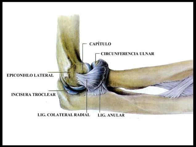 2.- Ligamento colateral ulnar: triangular. Son dos bandas gruesas una anterior y otra posterior, unidas por una banda oblicua.