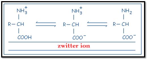 4. Aminoácidos básicos (Los R tienen un grupo amino que se ioniza positivamente): Propiedades de los aa: - Carácter anfótero: Se dice que una sustancia es anfótera cuando puede comportarse como un