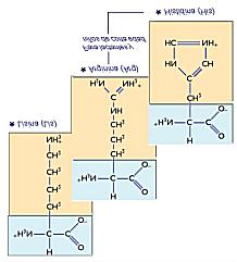 Pero a su vez, al tener un grupo amino (- NH 2 ) puede aceptar protones (por lo que tb. tiene carácter básico). Si los dos grupos están ionizados, a la molécula se le dice zwitter ion.