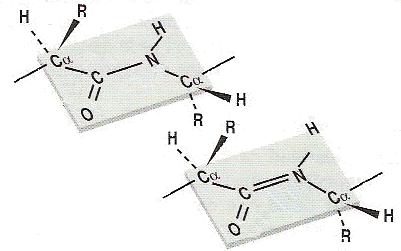 El enlace peptídico (tipo amida) presenta varias características, como es la de ser muy resistente y no permitir que las moléculas giren a través de él.
