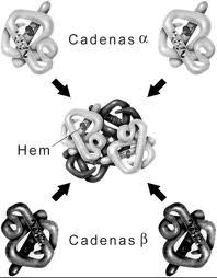 Se establecen uniones de puente de H con el agua, que la aísla y no permite que se unan proteínas entre sí (no hay