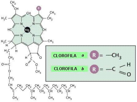 CLASES DE CLOROFILA Hay varias clases de clorofila, las cuales, generalmente se designan como a, b, c y d.