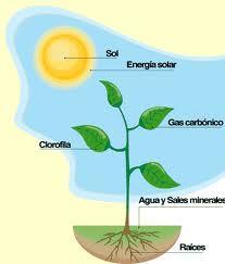 Qué factores influyen en la fotosíntesis? a. Intensidad lumínica.