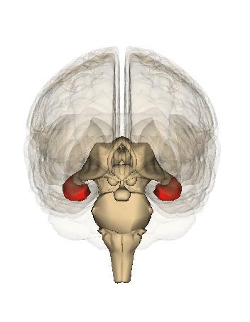 Bases Anatómicas El Hipocampo Hay pruebas de que el hipocampo alberga los mapas cognitivos que nos ayudan a orientarnos y
