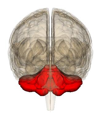 Bases Anatómicas El Cerebelo Interviene en la memoria procedimental, es decir, en la memoria que consiste en saber cómo hacer cosas (montar en bici, tejer, escribir, etc.