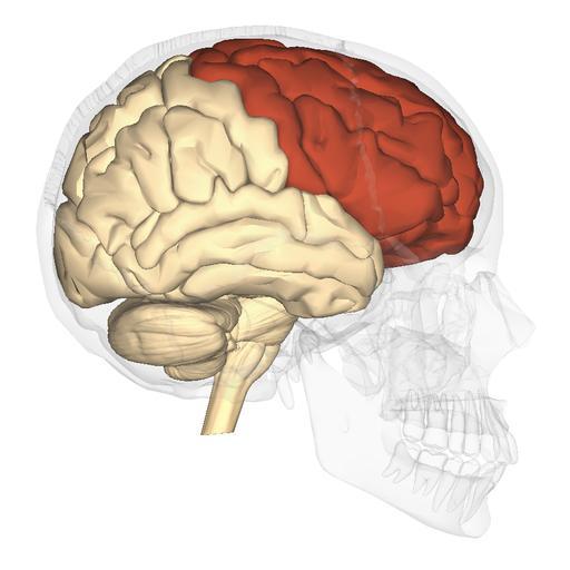 Bases Anatómicas Lóbulo Frontal El lóbulo frontal es una parte importante para la organización de la actividad consciente (planificar, secuenciar movimientos, etc.