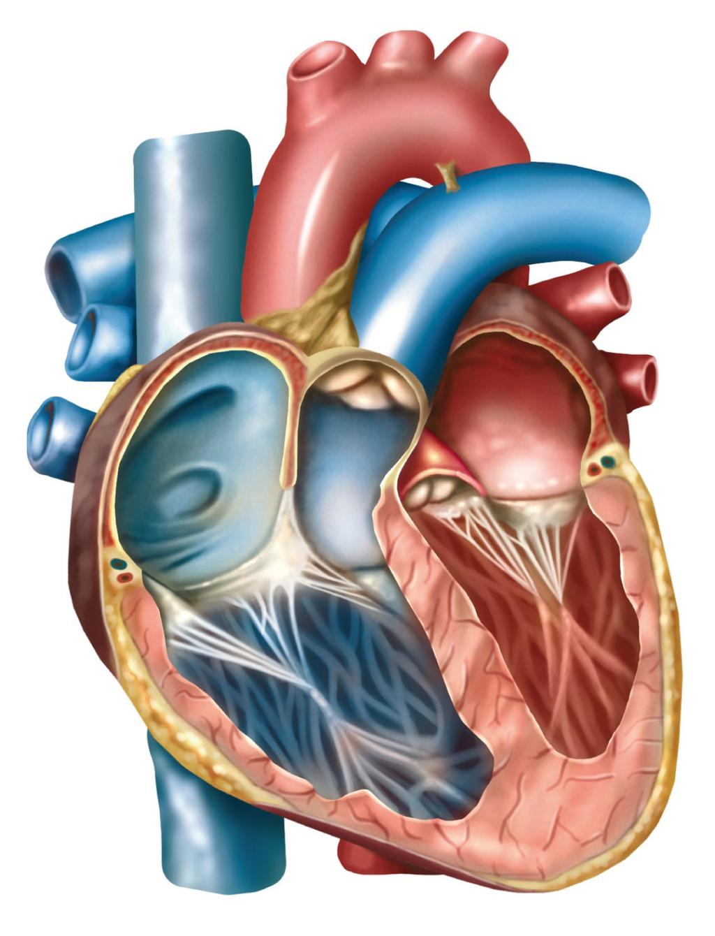 Tema 4: APARATOS CIRCULATORIO Y EXCRETOR 1. Por qué no podemos vivir si el corazón no funciona? 2. Cuál es el recorrido que realiza la sangre en el interior del corazón? 3.