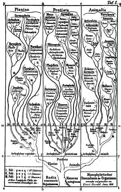 ÁRBOLES FILOGENÉTICOS Un árbol filogenético es un