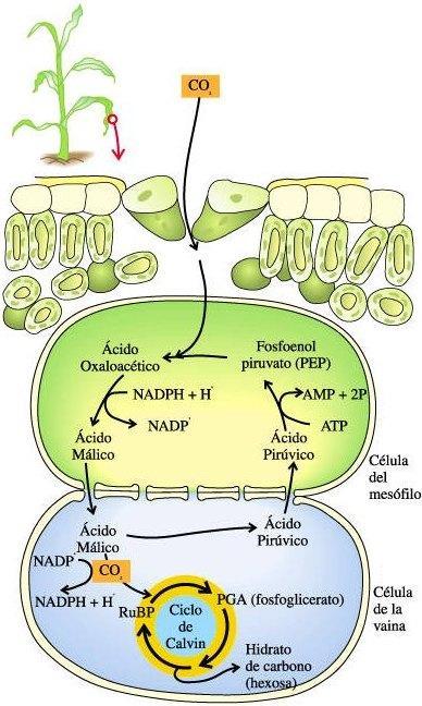 El CO 2 es captat a les cèl.lules del Per això es diuen plantes C4 mesòfil (mentre els estomes estan oberts) i es fixen en una molec de PEP per a formar AOA (4 at de C) Aquest es redueix a àc.