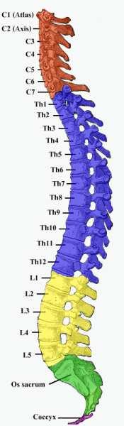 Dpto. CCNN Anatomía Aplicada 1º Bach. Texto adicional I.E.S. Gil y Carrasco 3 2. Columna vertebral En principio son 33 huesos en forma de anillo: Las vértebras.